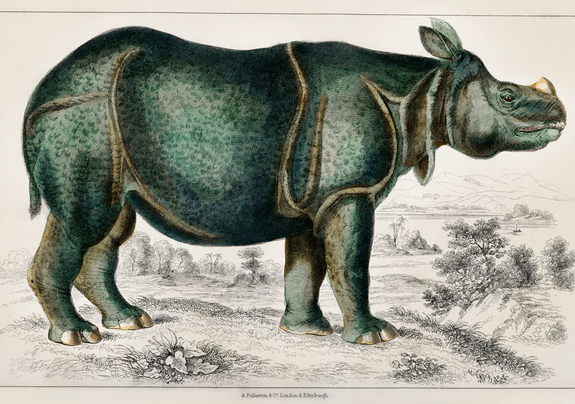 Prehistorische neushoorn