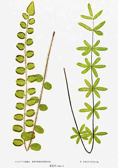 Pellaea rotundifolia en ternifolia