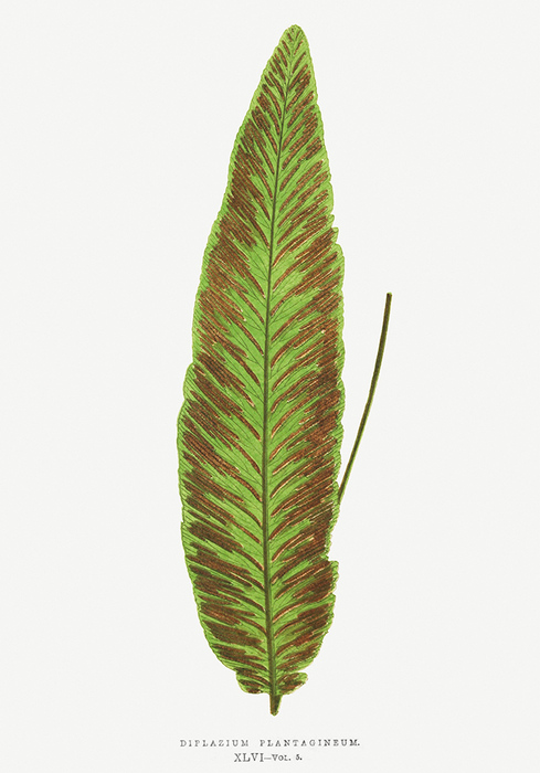 Diplazium plantagineum