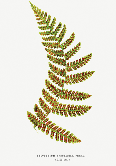 Polypodium spectabile