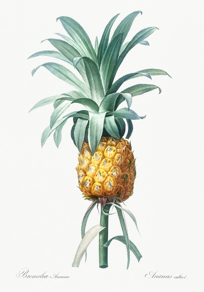 Ananas bromelia