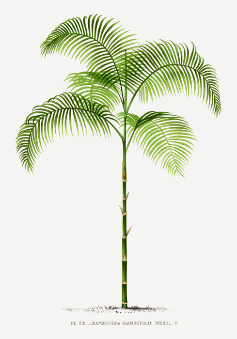 Chamaedorea graminifolia