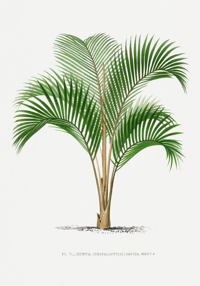 Kentia sapida