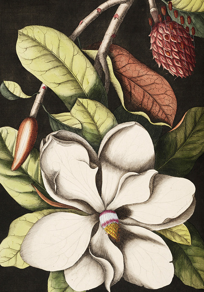 Magnoliabloem op een donkere achtergrond
