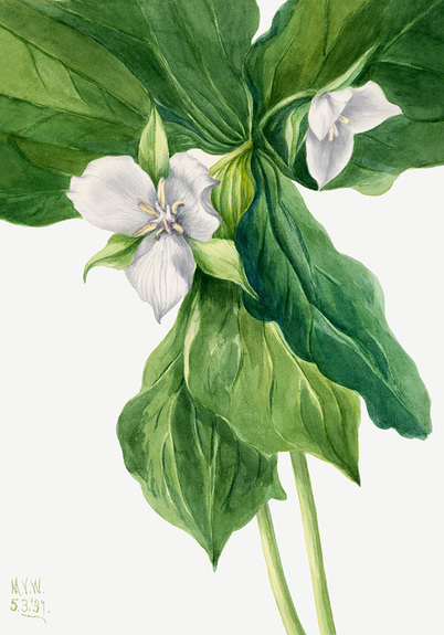 Trillium simile