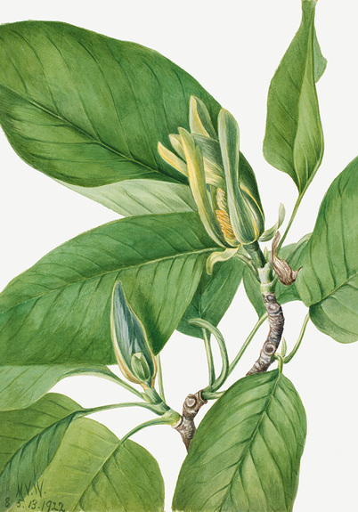 Magnolia acuminata