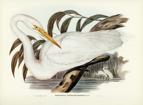 Ardea alba modesta