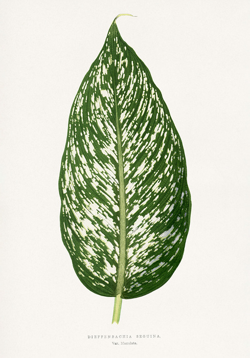Dieffenbachia seguina