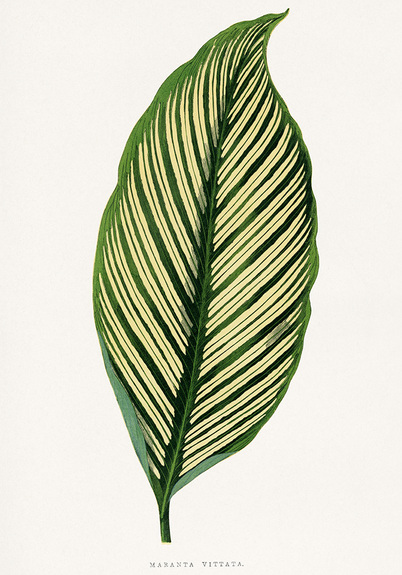 Maranta vittata