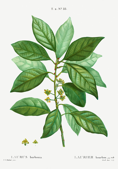 Laurus borbonia