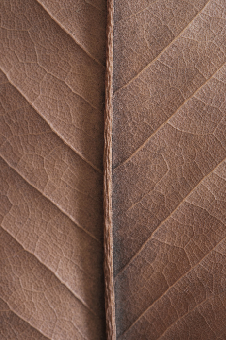 Beige herfst droog blad