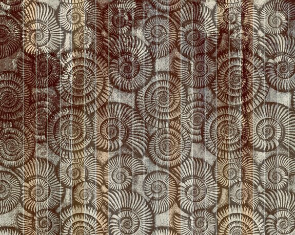 Schelpenpatroon met gestructureerde achtergrond