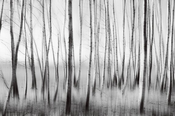 Berkenbos in monochrome kleuren