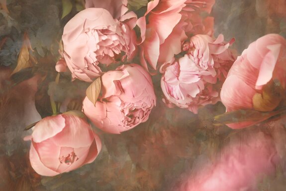 Roze pioenrozen close-up in retrostijl