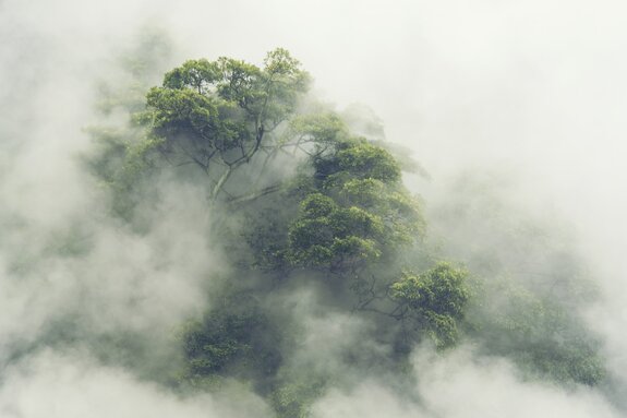 Mistig groen tropisch bos