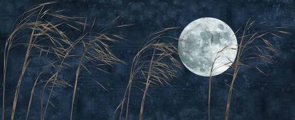 Volle maan en gras op een marineblauwe achtergrond