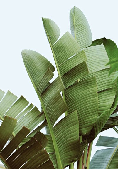 Grote groene palmbladeren