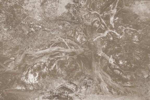 Vintage landschapsboom en betontextuur