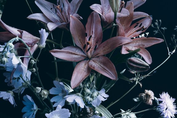 Leliebloemen op een donkere achtergrond