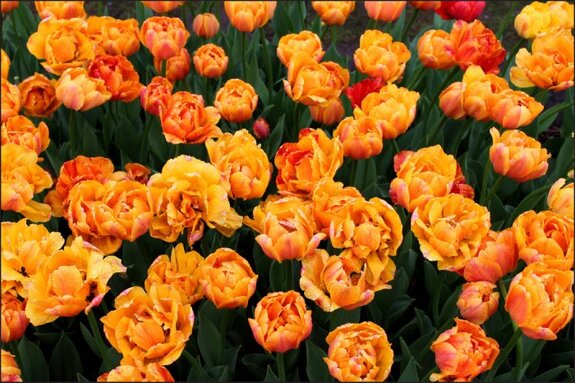 Beautiful colorful tulips