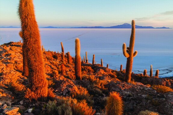 Groene cactussen tegen de achtergrond van woestijnheuvels
