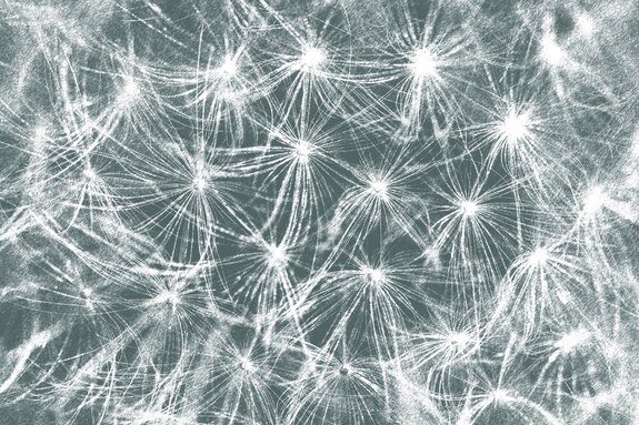 Subtiele paardenbloemen op een grijze achtergrond