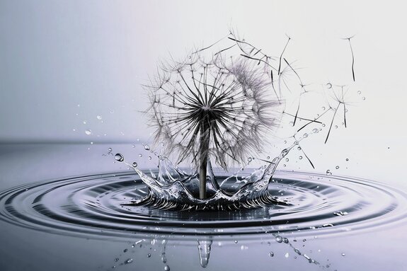 Een delicate paardenbloem op een waterige achtergrond