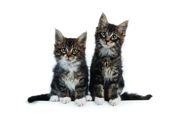 Kleine katjes in een illustratieve opstelling