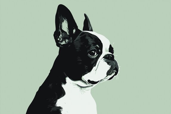 Franse bulldog portret