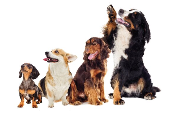 Vrolijke honden in een fotografische compositie