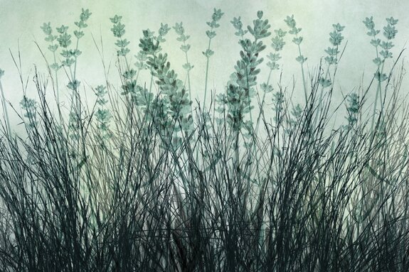 Lavendelgras en bloemen