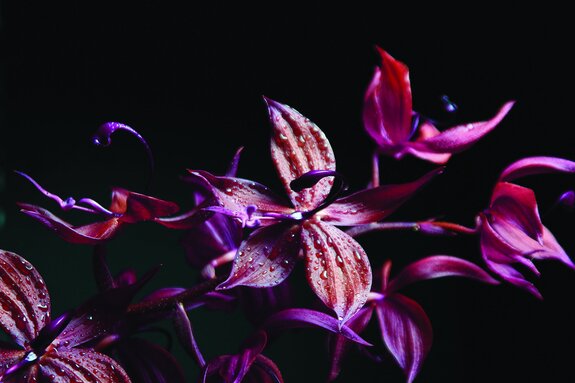 Orchidee in roze en paarse tinten