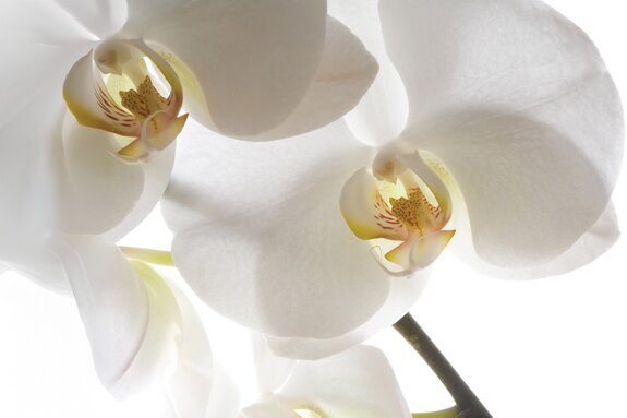 Witte orchidee op een lichte achtergrond