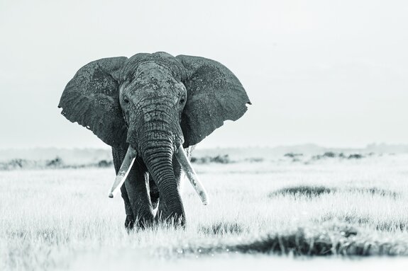Zwart-witte olifant op safari