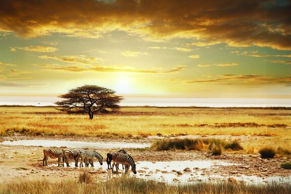Afrikaans landschap met zebra&#39;s