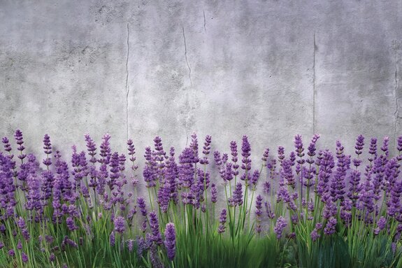 Bloeiende lavendel op een betonnen achtergrond