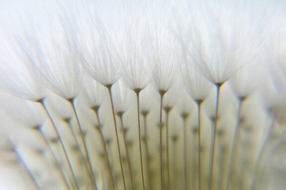 Close-up van het natuurlijke patroon van paardenbloemzaden