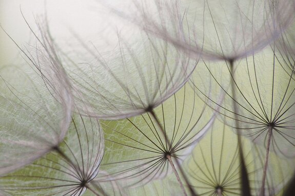 Close-up van paardenbloemzaden tegen een groene achtergrond