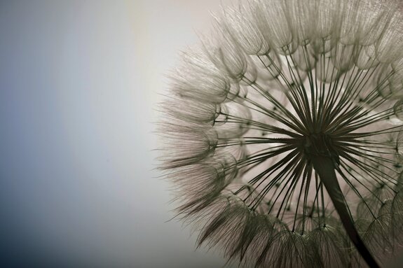 Close-up van een botanische foto van een paardenbloem