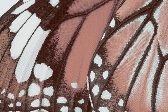 Macro close-up of butterfly wing texture, detailed photograph