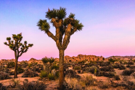 Woestijnbomen omgeven door droge vegetatie