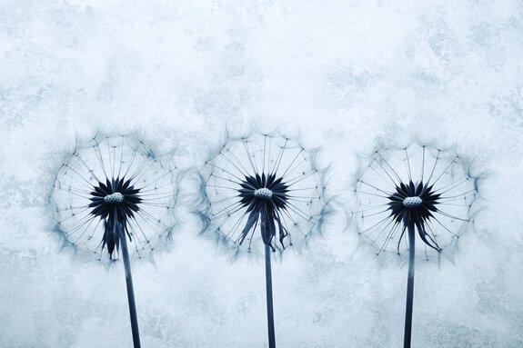 Grijze betonnen achtergrond met delicate paardenbloemen