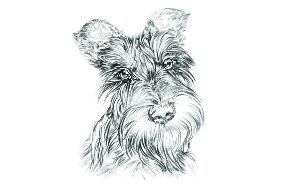 Portret van een schotse terriër