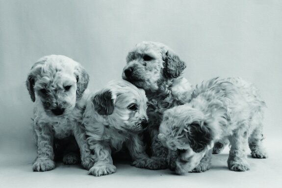 Miniatuurpoedelpuppy