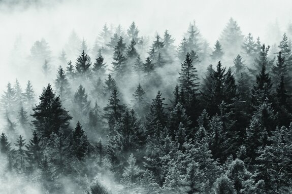 Naaldbos in dikke mist