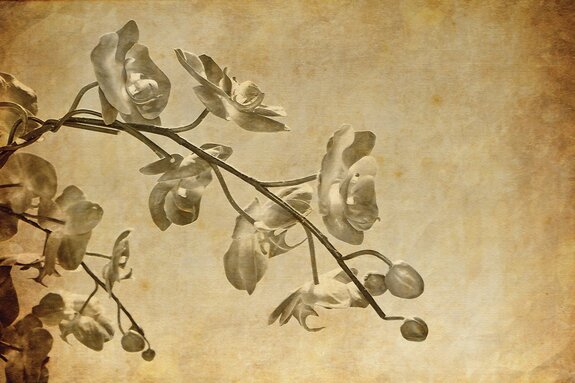 Een tak van een orchidee in sepiatinten