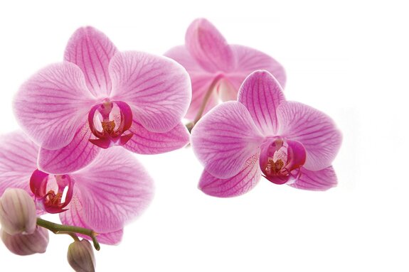 Roze orchideebloem op een witte achtergrond