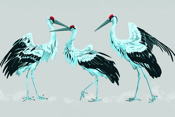 Vogels japanse kraanvogels