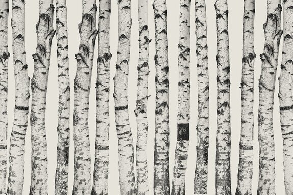 Minimalistisch berkenboompatroon op een lichtbeige achtergrond