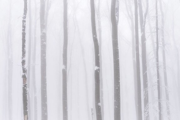 Winterberkenbos in de mist